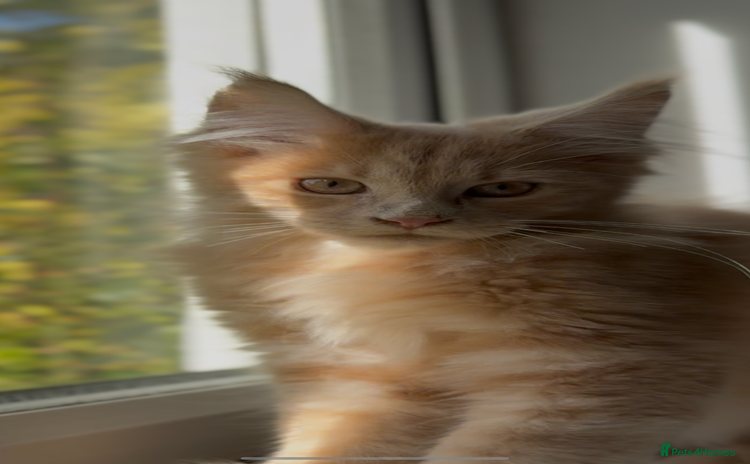 Maine Coon cats - Advert 3