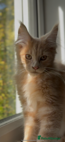 Maine Coon cats - Advert 6