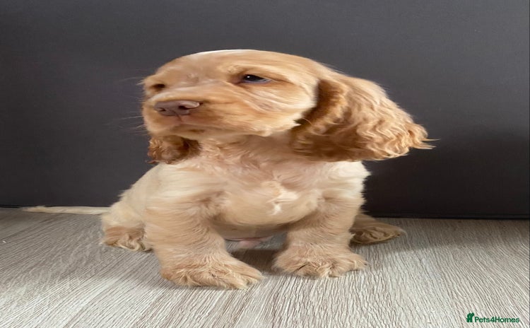 Cocker Spaniel dogs - Advert 14