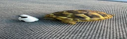 Hermann Tortoise reptiles for sale: 3 x Herman Tortoise Hatchlings - 1 year old - Advert 3
