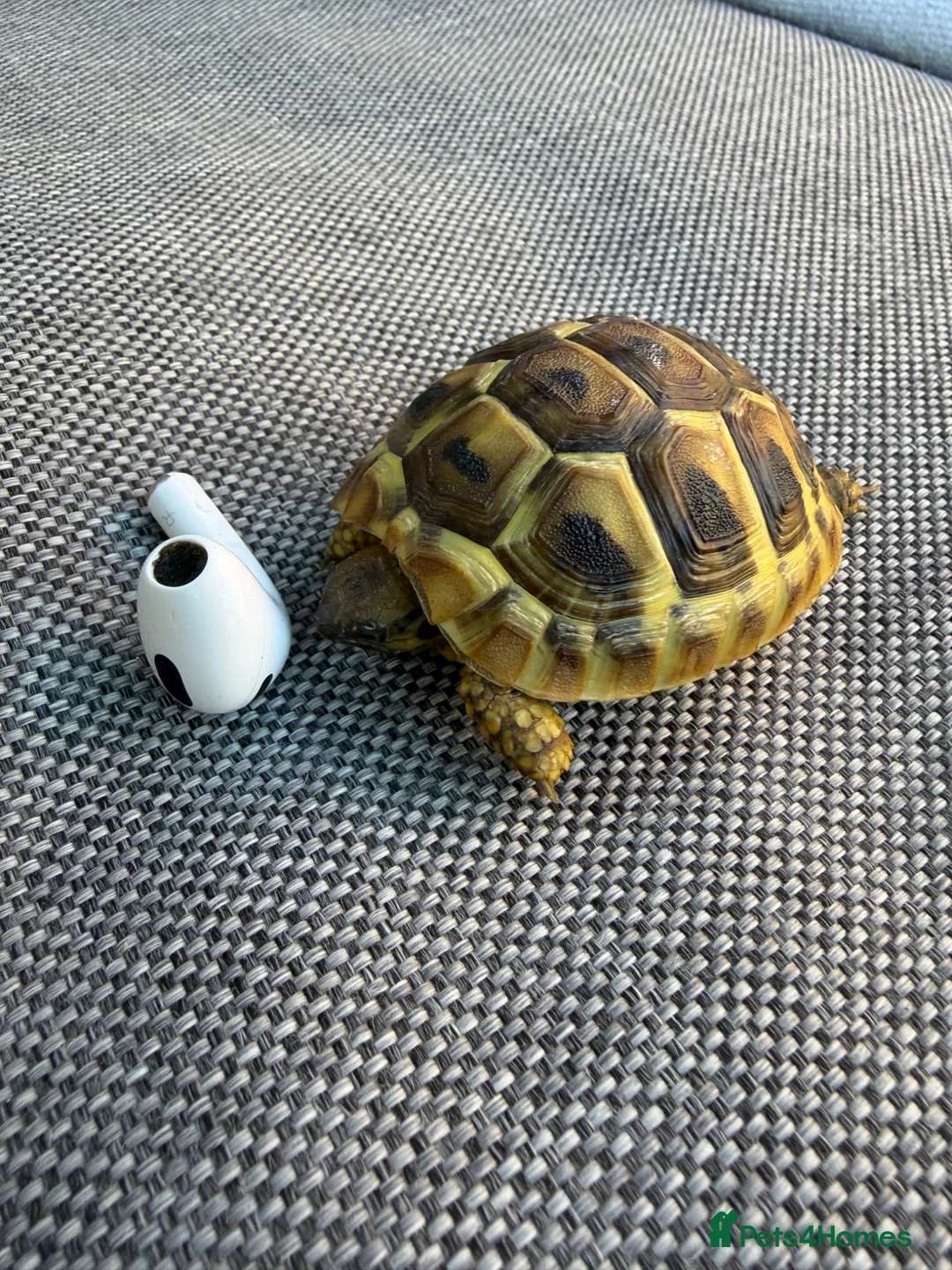 Hermann Tortoise reptiles for sale: 3 x Herman Tortoise Hatchlings - 1 year old - Advert 3