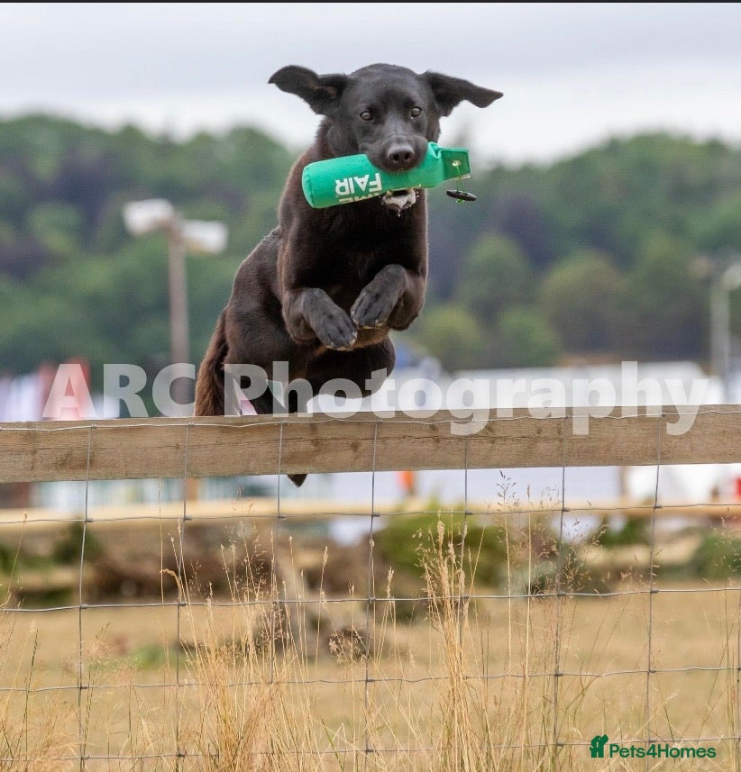 Labrador Retriever dogs FIELD TRIAL CHAMPION at STUD in Usk - Advert 4
