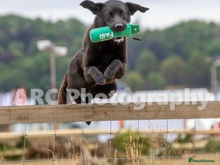 Labrador Retriever dogs in Usk - Advert 6