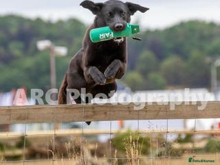 Labrador Retriever dogs FIELD TRIAL CHAMPION at STUD in Usk - Advert 18