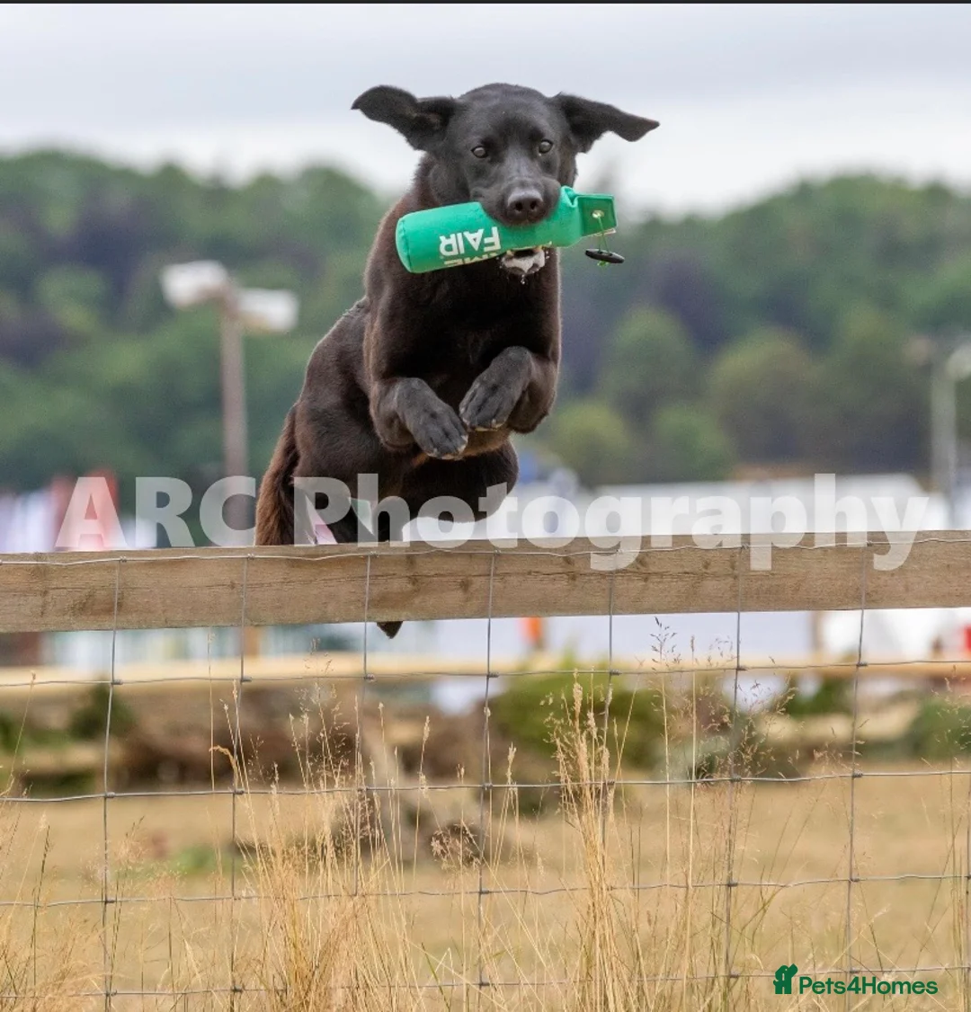 Labrador Retriever dogs for stud: FIELD TRIAL CHAMPION at STUD in Usk - Advert 1