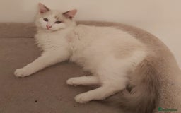 Ragdoll cats for sale: RAGDOLL BICOLOUR BOY BLUE EYES READY NOW! - Image 17