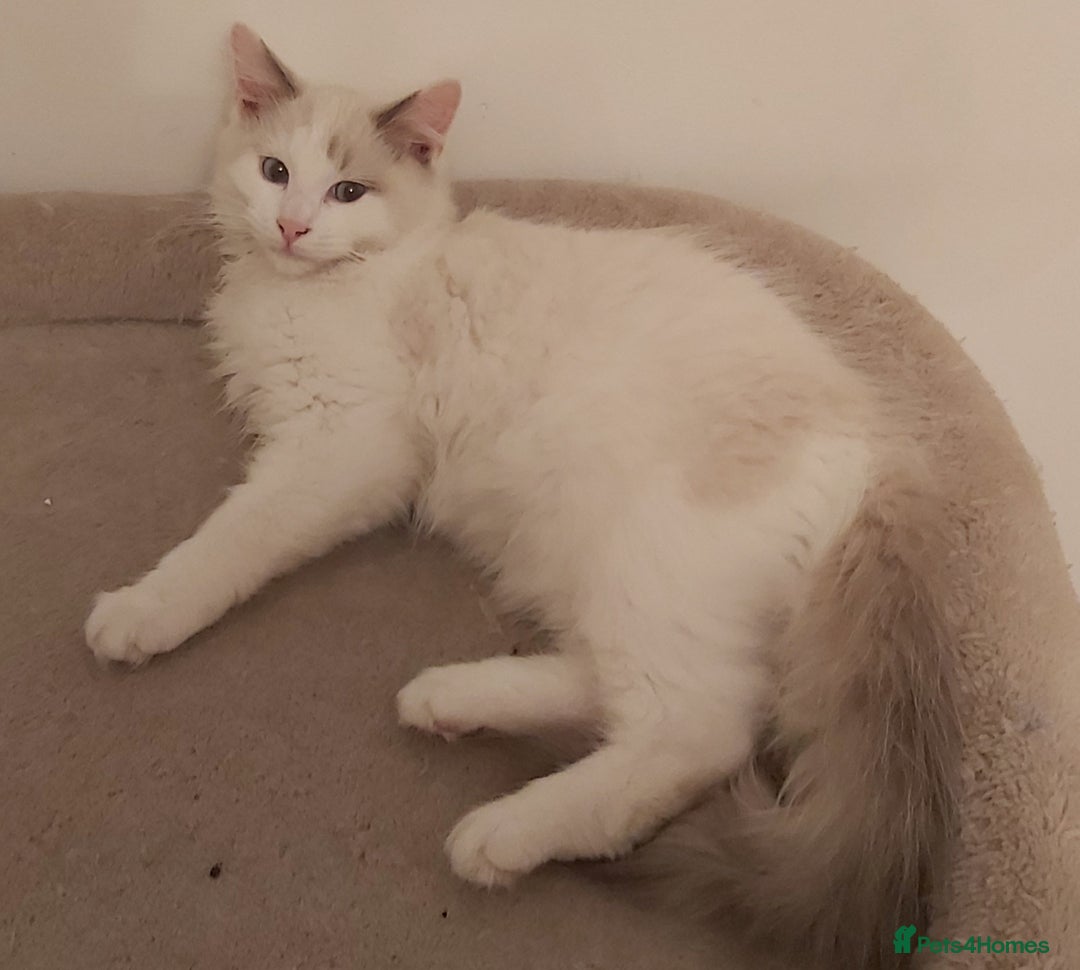 Ragdoll cats for sale: RAGDOLL BICOLOUR BOY BLUE EYES READY NOW! - Image 17