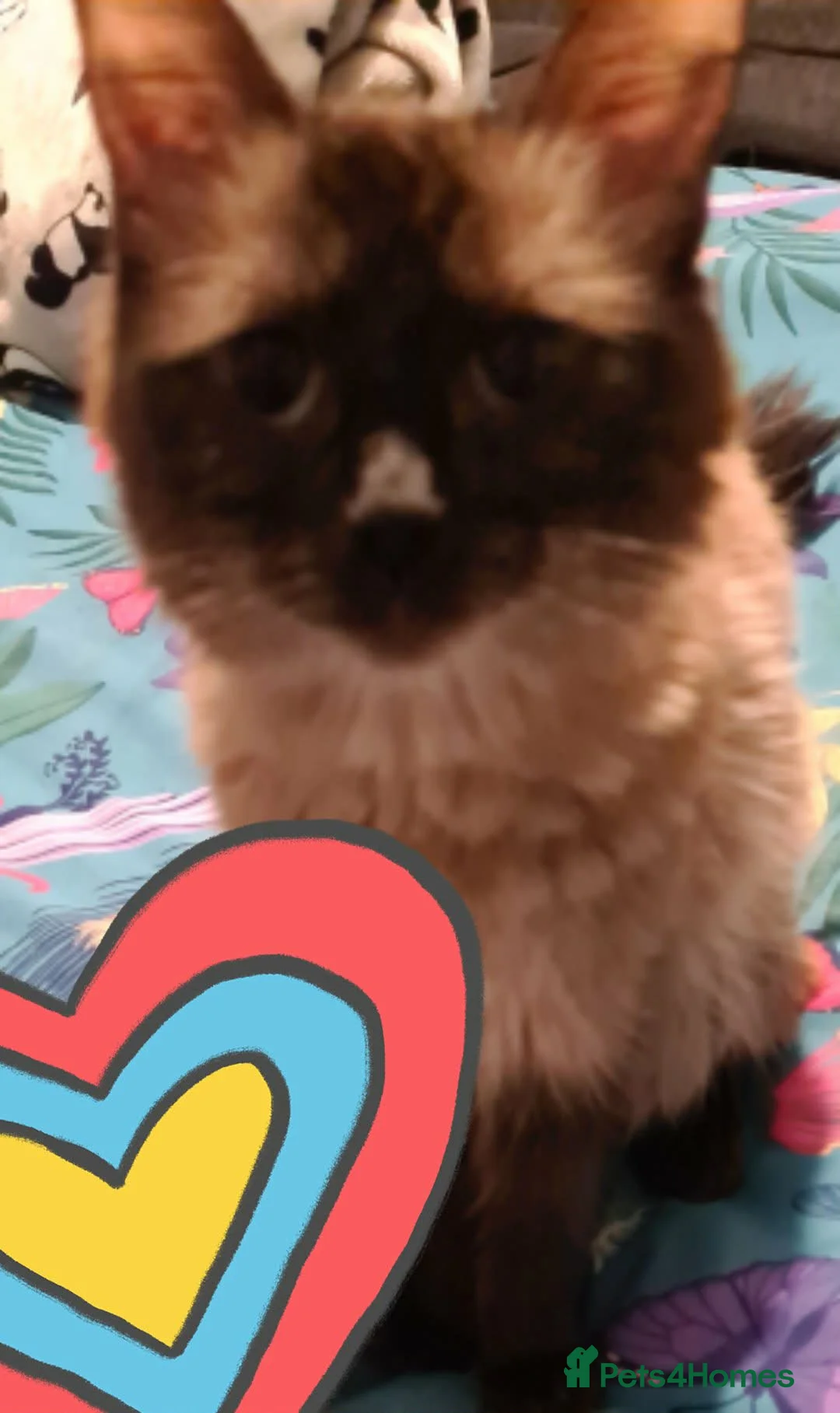 Ragdoll cats for sale: Ragdoll kittens  - Advert 1