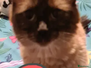 Ragdoll cats Ragdoll kittens - Advert 2