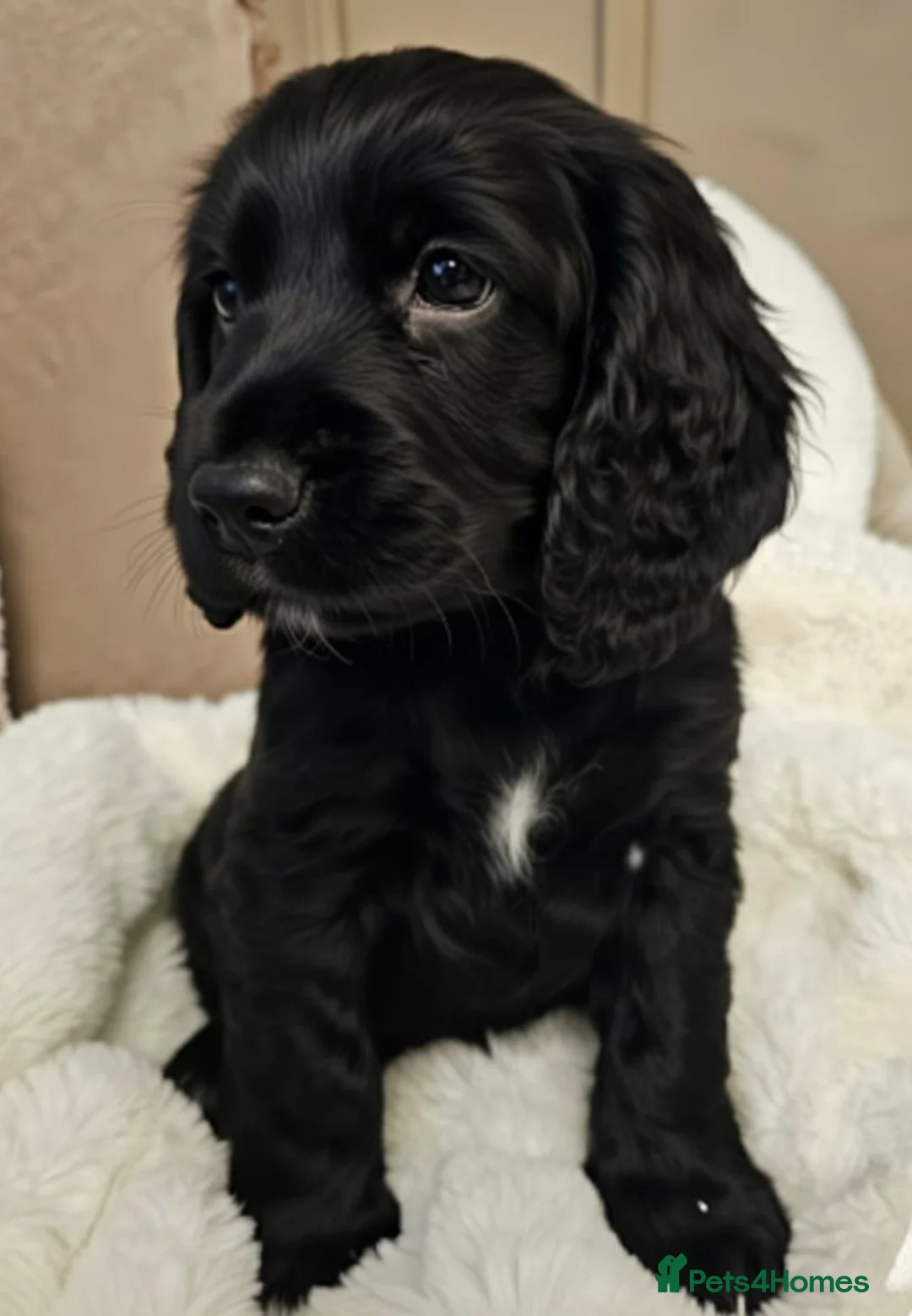 Cocker Spaniel dogs for sale: Gorgeous show cocker spaniel  - Advert 1