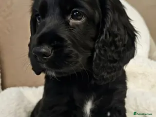 Cocker Spaniel dogs Gorgeous show cocker spaniel - Advert 12