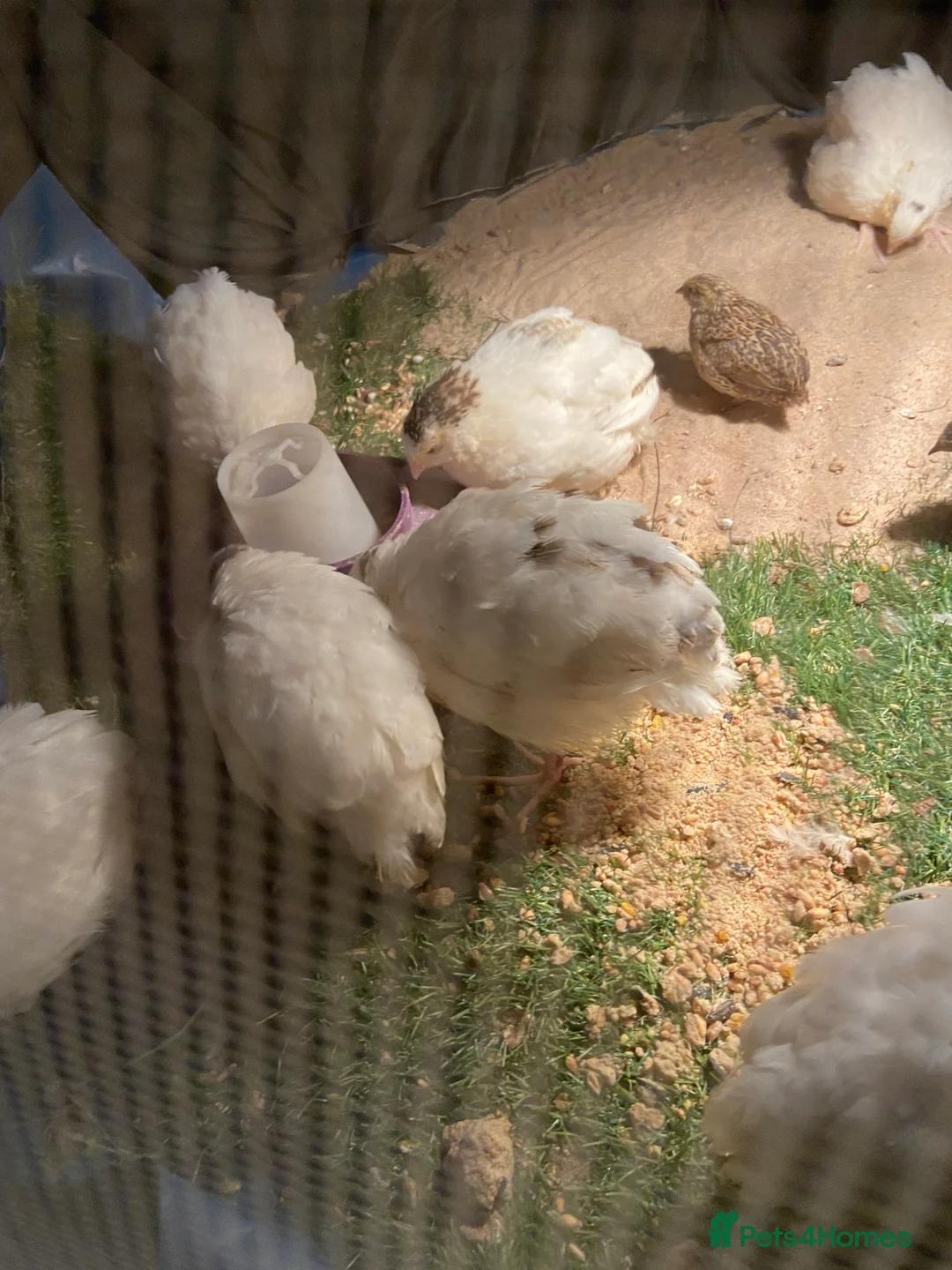 Quail poultry for sale: English whits  - Advert 2