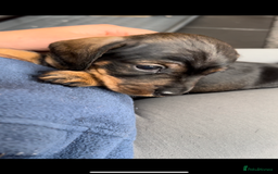 Miniature Dachshund dogs for sale: Miniature Dachshund - Image 5