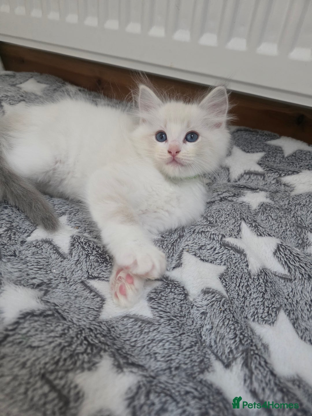 Ragdoll cats for sale: GCCF registered ragdoll kittens  - Advert 19