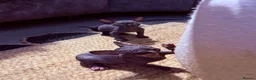 Sphynx cats for sale: 💙🩷4 gorgeous sphynx baby’s 🩷💙 - Advert 4