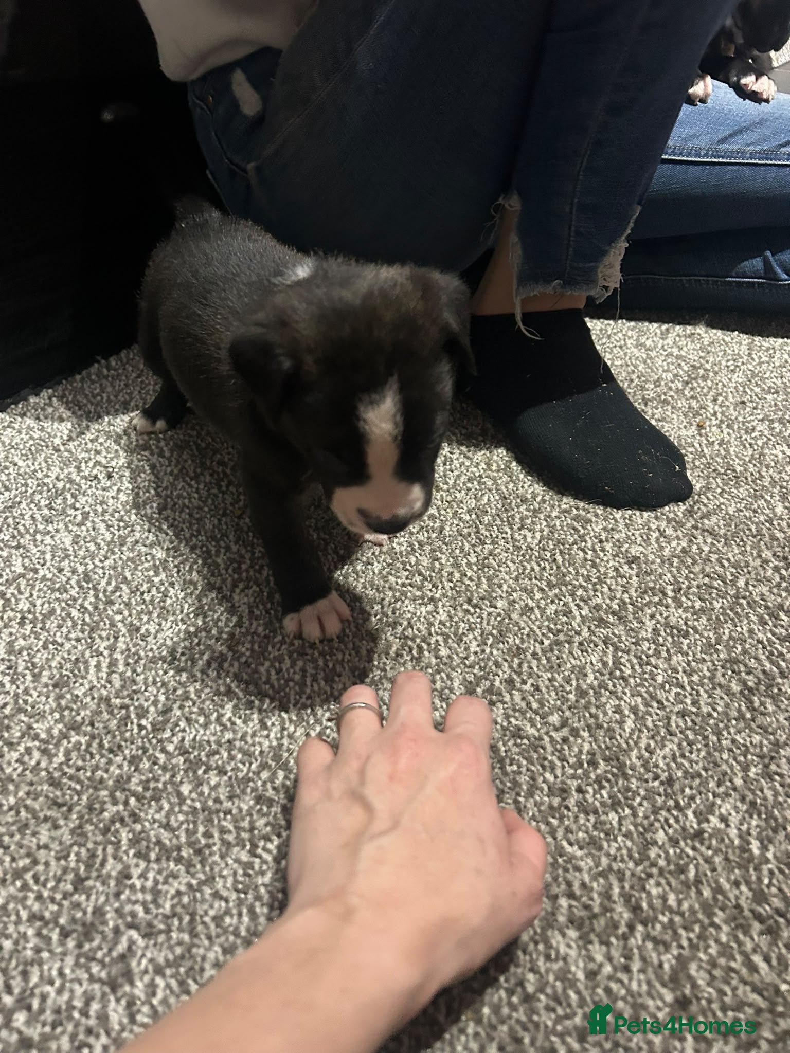 Mixed Breed dogs Beautiful Staffy x Border Collie pups for sale  - Advert 2