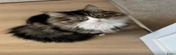 Maine Coon cats for sale: Maine coon/tabby for sale in Glasgow - Advert 4