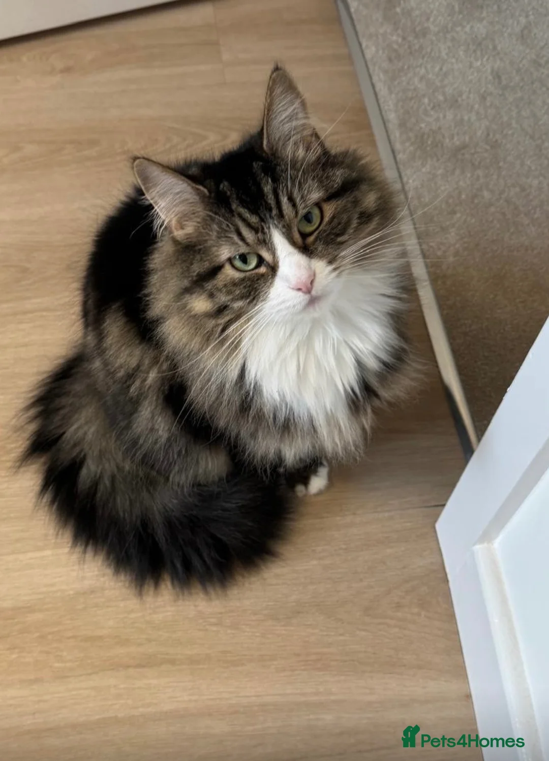 Maine Coon cats for sale: Maine coon/tabby for sale in Glasgow - Advert 4
