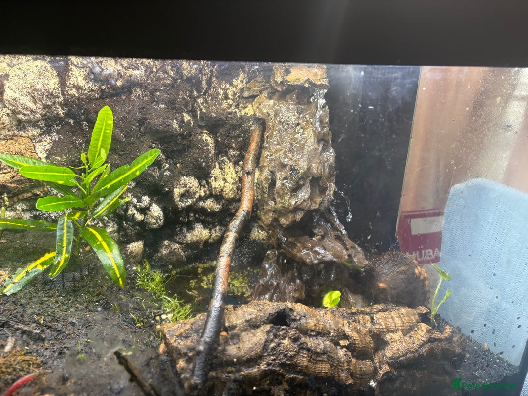 Frog reptiles for sale: Fish tank/reptile tank  - Image 1