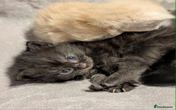 Maine Coon cats for sale: Maine Coon crossed Ragdoll kittens - Image 15
