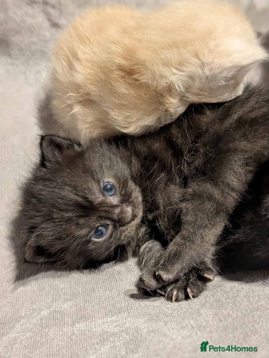 Maine Coon cats for sale: Maine Coon crossed Ragdoll kittens - Image 15