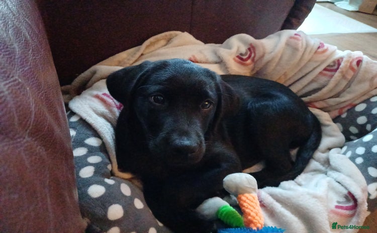 Labrador Retriever dogs - Advert 1