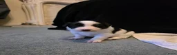 Border Collie dogs for sale: 🐾❤️ Beautiful KC Reg family Collie Puppies  in Shrewsbury - Advert 10