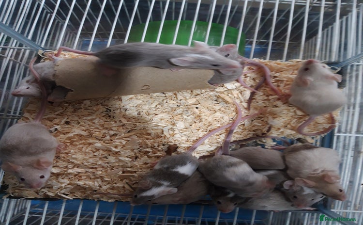 Mouse rodents in Manchester - Advert 3