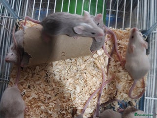 Mouse rodents in Manchester - Advert 6
