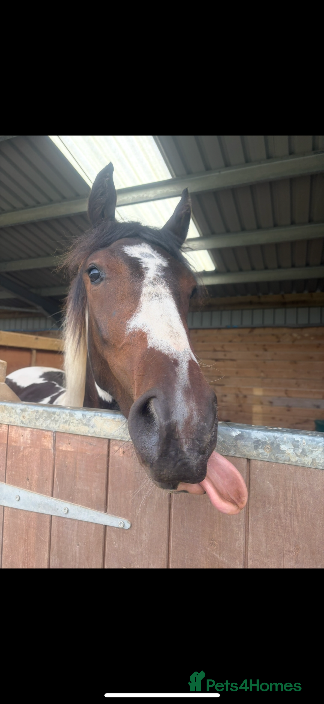 Appaloosa horses for sale: Rodney 14.1/2 2 Year old gelding Appaloosa X Cob - Advert 7