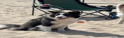 Border Collie dogs for sale: Show Quality KC Reg Border Collie Puppies  - Advert 21