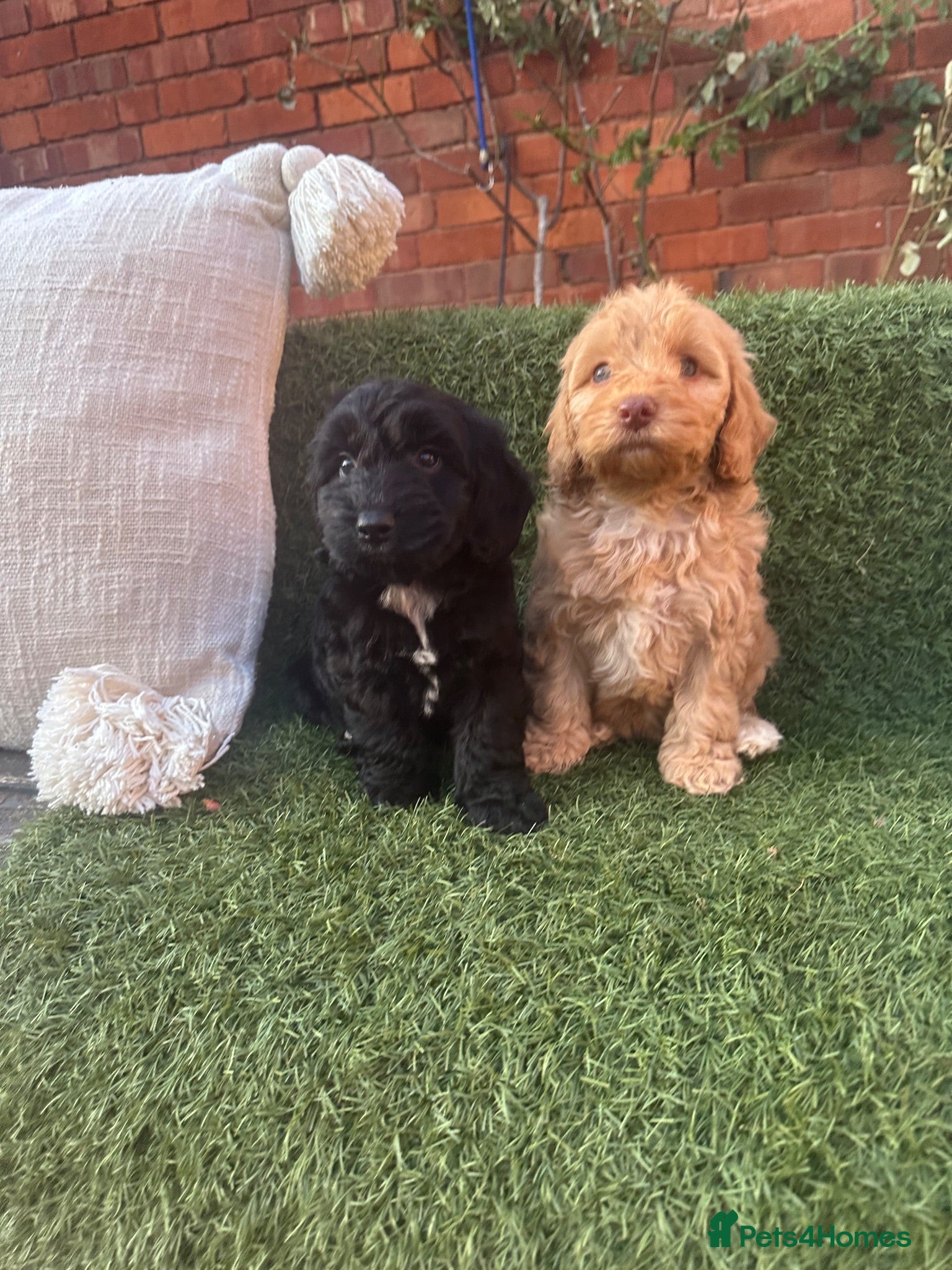 Cockapoo dogs Cockapoo puppies - Advert 18