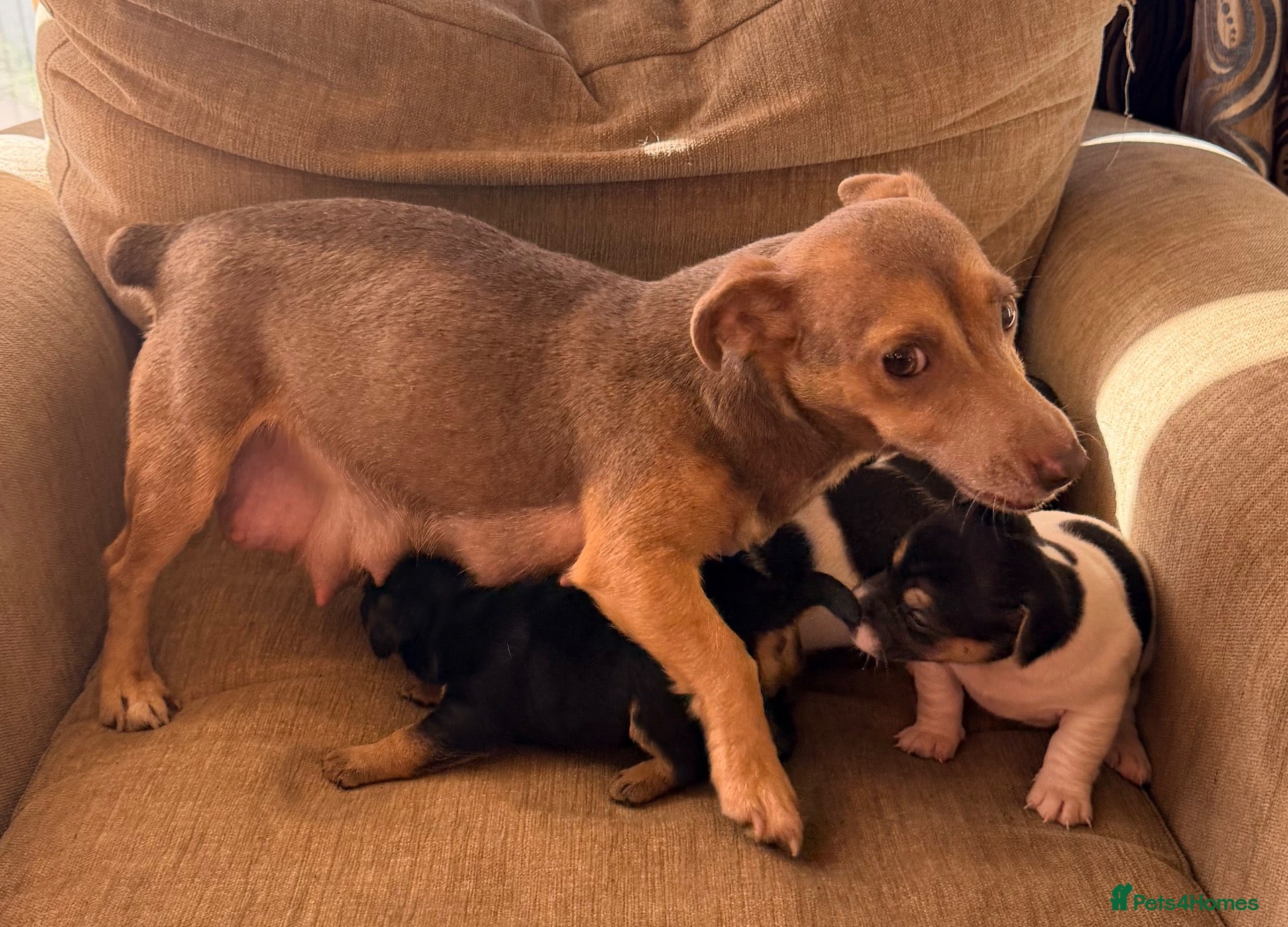 Jack Russell dogs Stunning Jack Russell pups  - Advert 2