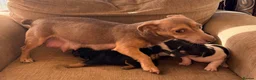Jack Russell dogs for sale: Stunning Jack Russell pups  - Advert 2