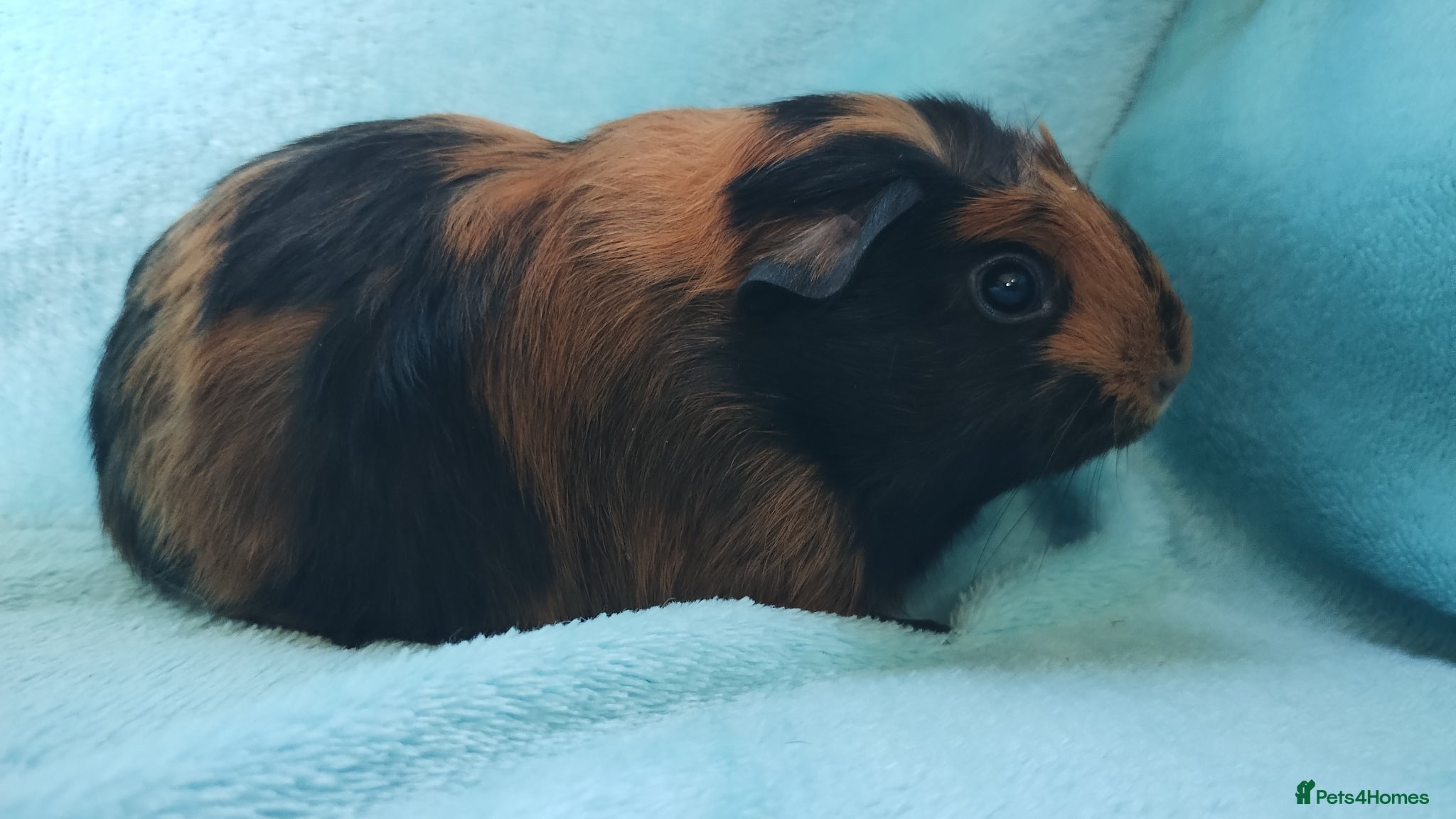 Guinea Pig rodents Delivery available funky guinea pigs ready  - Advert 12