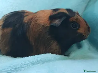 Guinea Pig rodents Delivery available funky guinea pigs ready - Advert 12