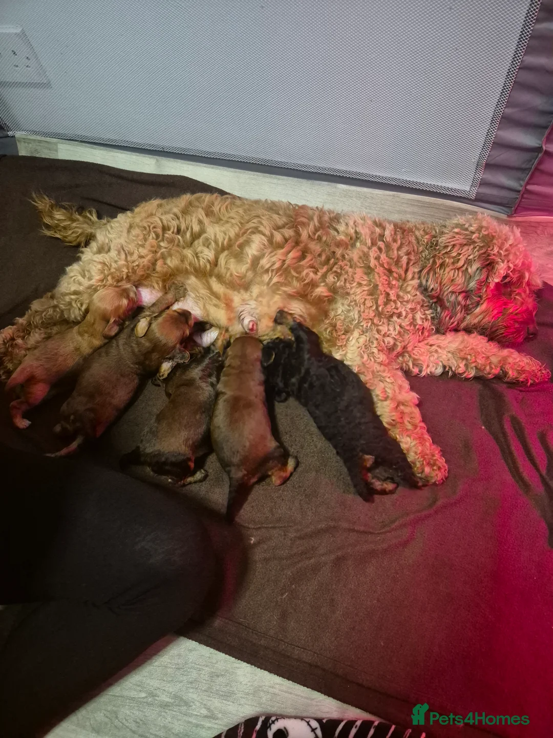 Cockapoo dogs for sale: Cockapoo  - Advert 8