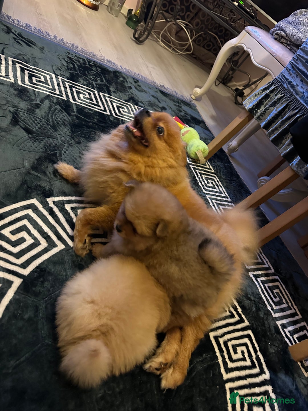 Pomeranian dogs for sale: Female pedigree Pomeranian ready now - Advert 11