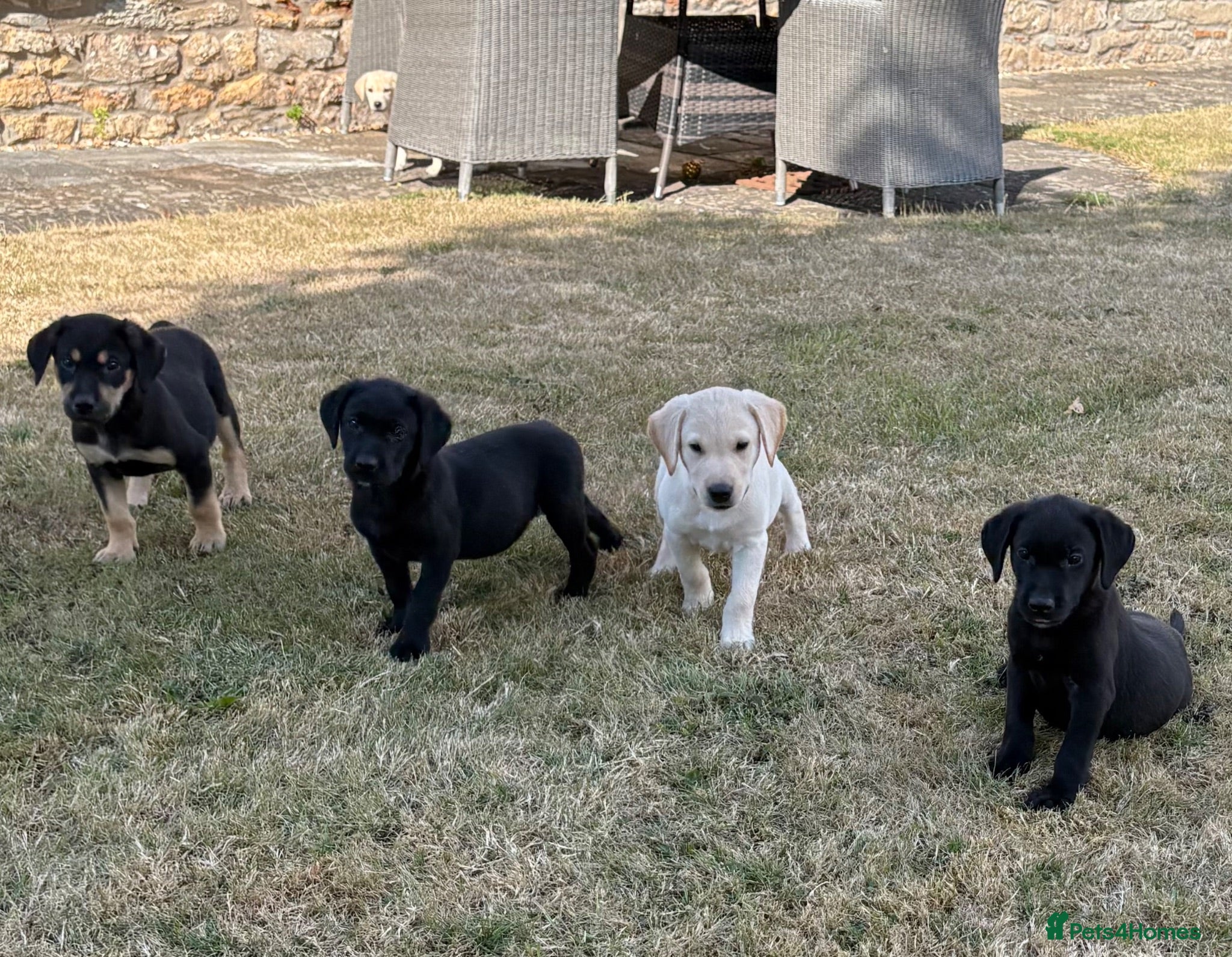 Labrador Retriever dogs Beautiful Labrador puppies  - Advert 2