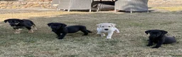 Labrador Retriever dogs for sale: Beautiful Labrador puppies  - Advert 2