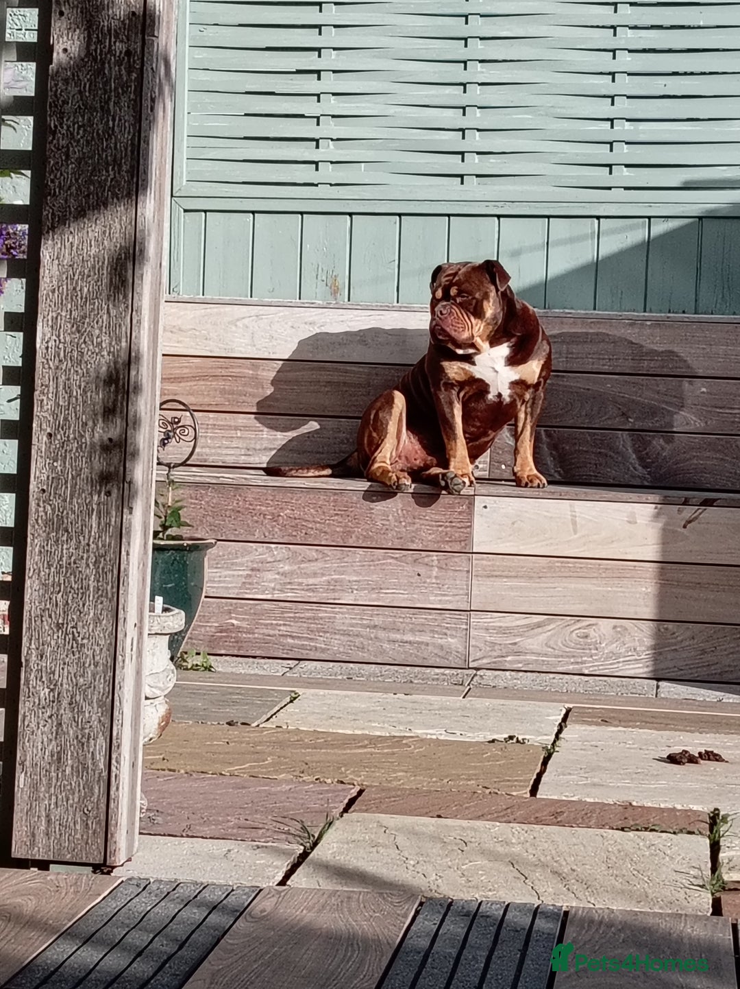 Olde English Bulldogge dogs for stud: olde english bulldogge - Image 2