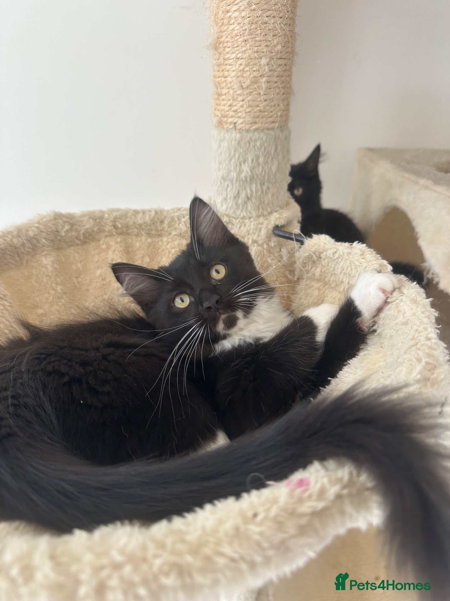 Ragdoll cats for sale: Affectionate 3/4 Ragdoll perfect family Pets - Advert 1