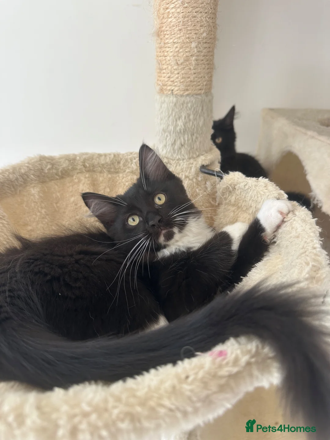 Ragdoll cats for sale: Affectionate 3/4 Ragdoll perfect family Pets - Advert 1