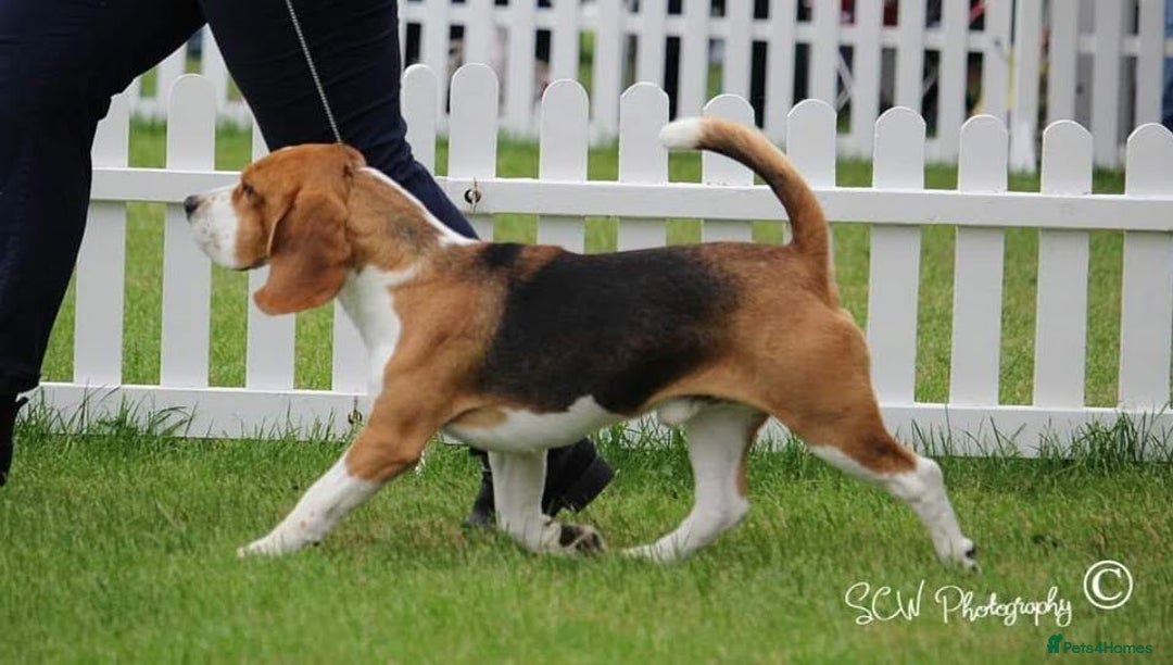 Beagle dogs for stud: Winner at Crufts 2025! in Tonbridge - Image 27