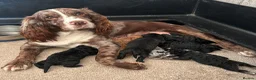 Cockapoo dogs for sale: F1 cockapoos  - Advert 5