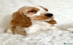 Cocker Spaniel dogs for sale: Golden Roan Full Health Tests Showline KC Reg Pups - Image 27