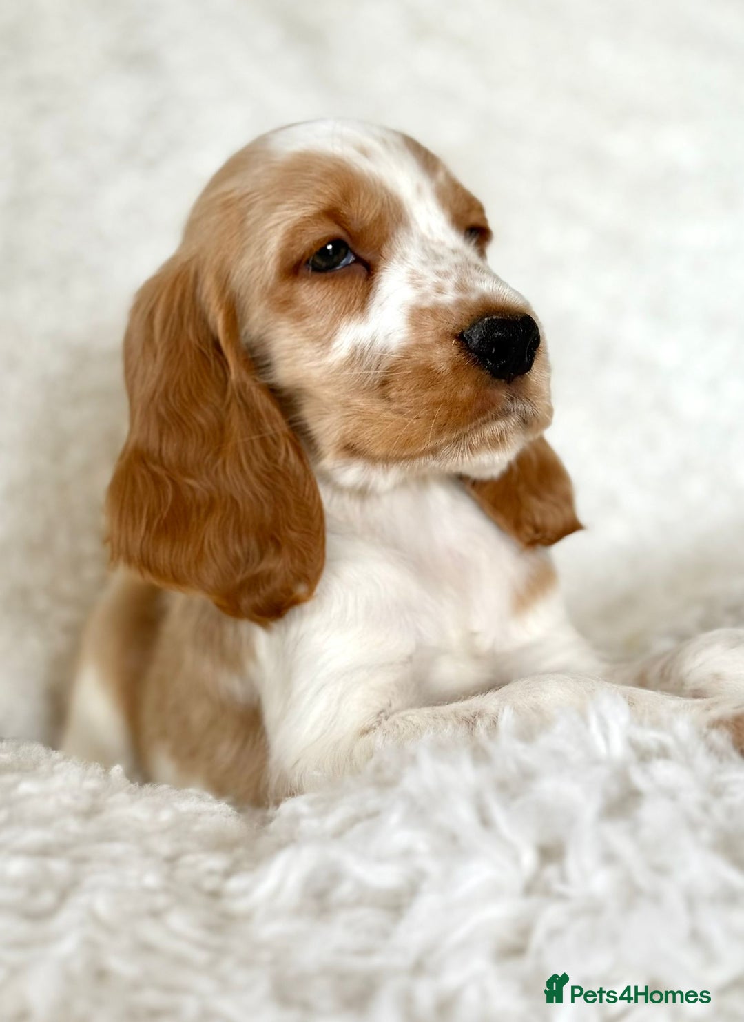 Cocker Spaniel dogs for sale: Golden Roan Full Health Tests Showline KC Reg Pups - Image 27
