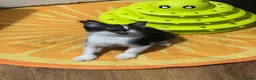 Mixed Breed cats for sale: Kitten available!  - Advert 3