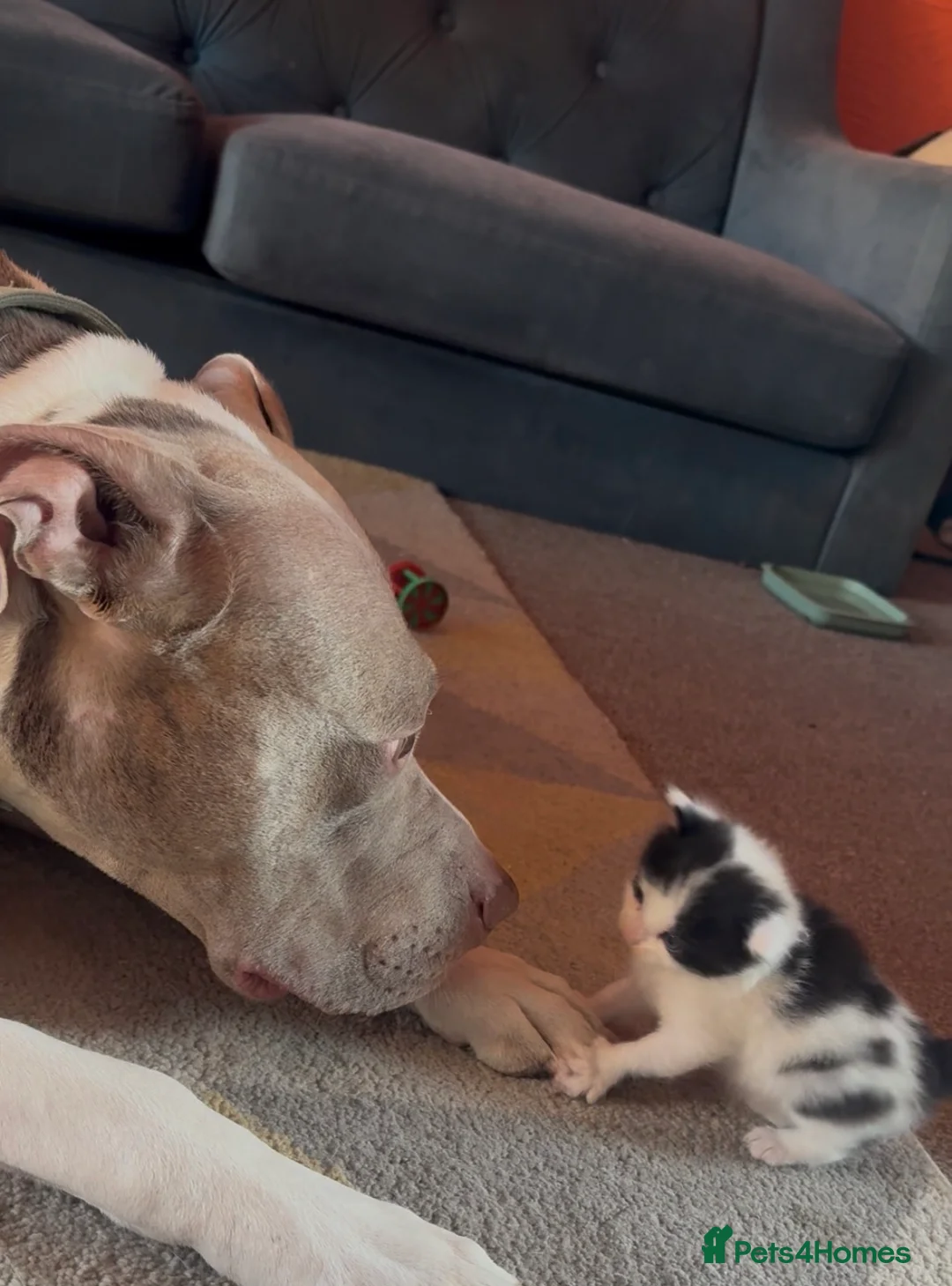 Mixed Breed cats for sale: Beautiful Ragdoll Cross Breed Kittens  - Advert 20