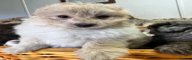 Pomapoo Puppy 1